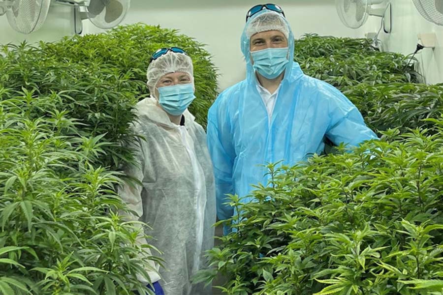 Featured image for “Landmark agreement paves way for NZ grown cannabis medicines”