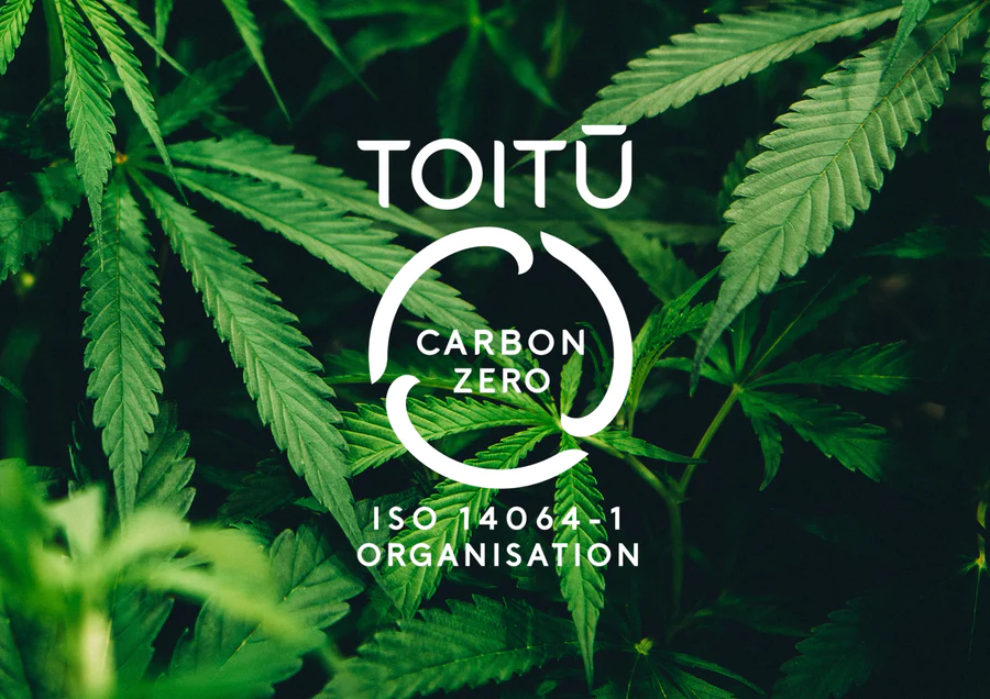 Featured image for “Greenfern remains NZ’s only Toitū net carbonzero medicinal cannabis company, recertified again”
