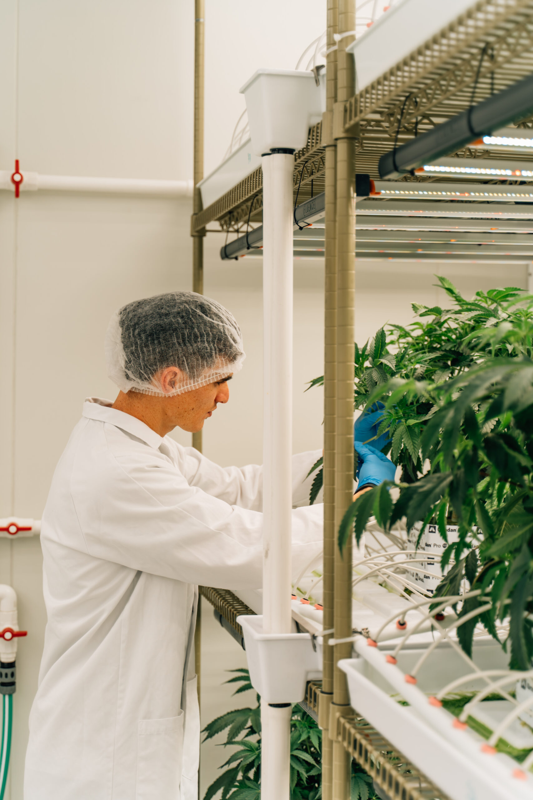 Featured image for “Kiwi cannabis flower to put Helius on world stage”