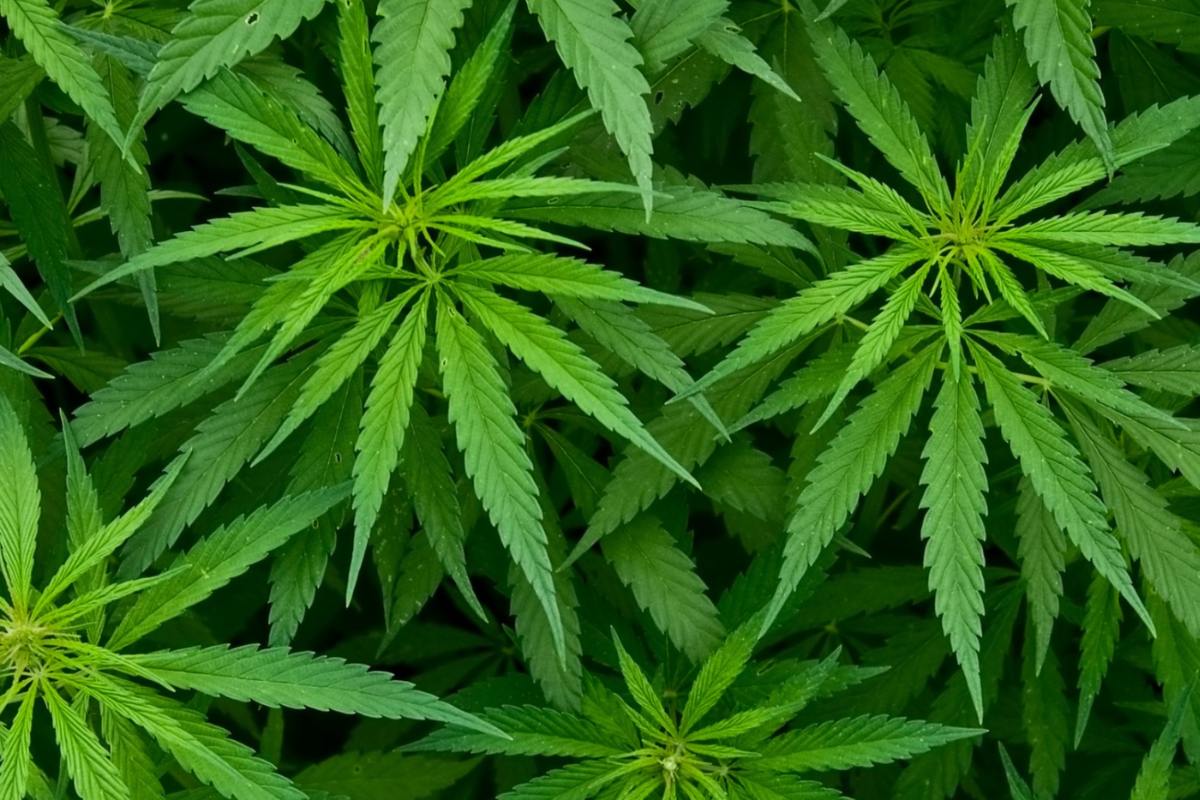 Featured image for “Industry Welcomes New Hemp Regulations”